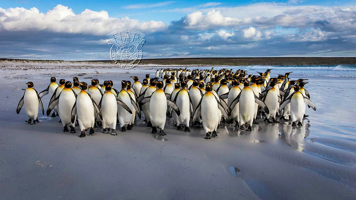528_Claudia_Van Zanten_Strolling the beach.jpg
