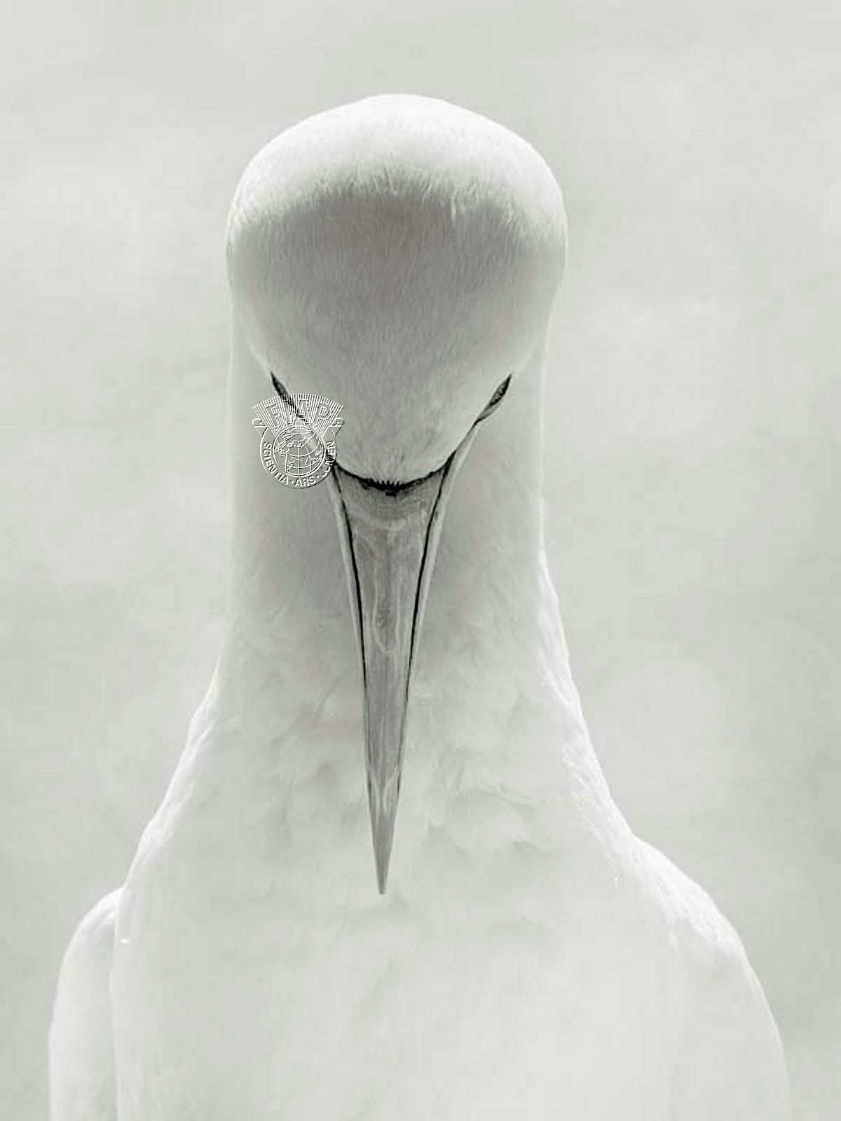 528_Gerda_Hanemaaijer_Northern Gannet.jpg