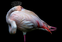 554_Sue_Riach_Flamingo Phoenicopterus Roseus.jpg