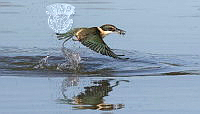 554_Toya_Heatley_Sacred Kingfisher with Crab.jpg