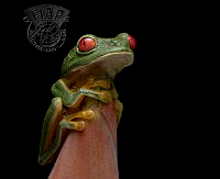 554_Trish_Brown_Red-eyed stream frog.jpg
