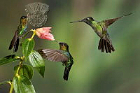 554_Trish_Brown_Three hummingbirds.jpg