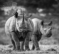 578_Arne_Bergo_Black Rhino Duo Front M.jpg