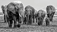578_Arne_Bergo_Elephant Herd No1 Amboseli M.jpg