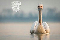 578_Jon_Knutsen_White Pelican.jpg