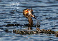 578_Kjersti_Holst_cormorant catching fish.jpg