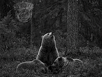 578_Roald_Synnevag_Bear with cubs 2.jpg