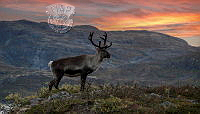 578_Siv_Ulvestad_Reindeer In Jotunheimen.jpg