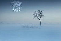 616_Alicja_Przybyszowska_Winter_fog.jpg