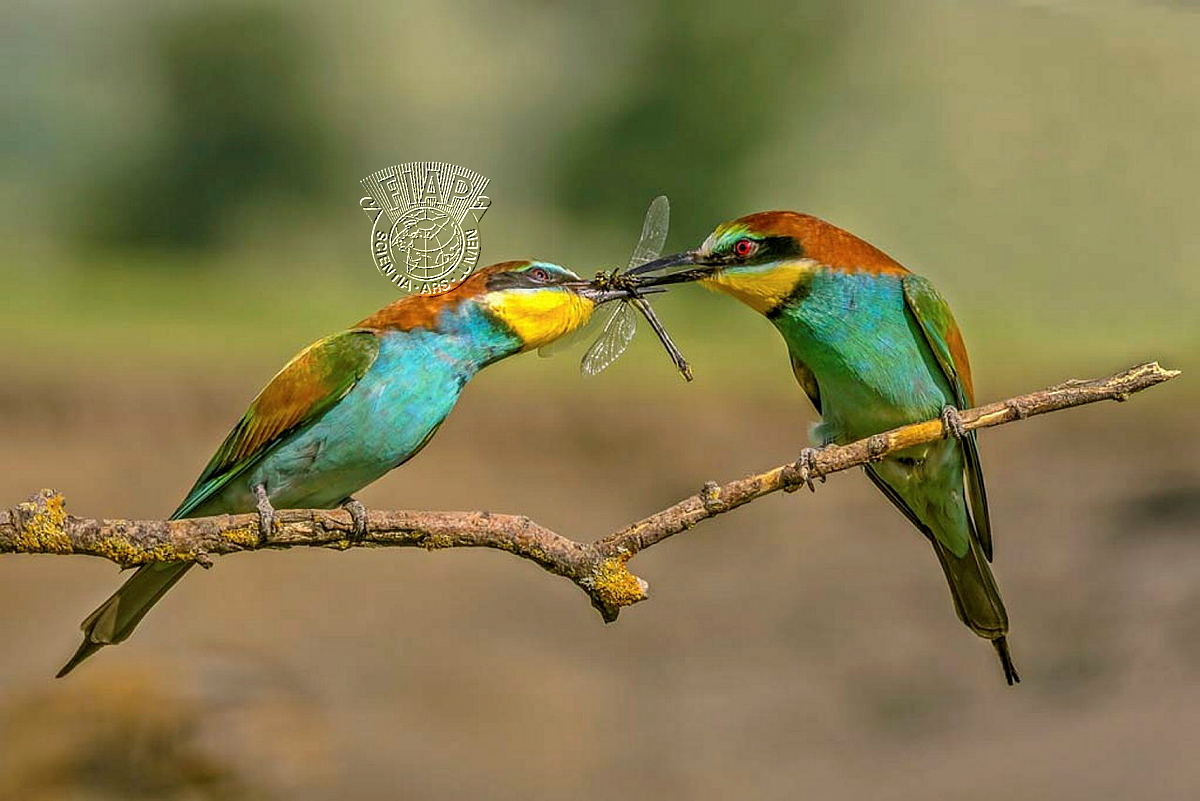 642_Erno_Solyom_Courtship.jpg
