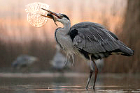 642_Lajos_Nagy_Grey heron with fish 05.jpg