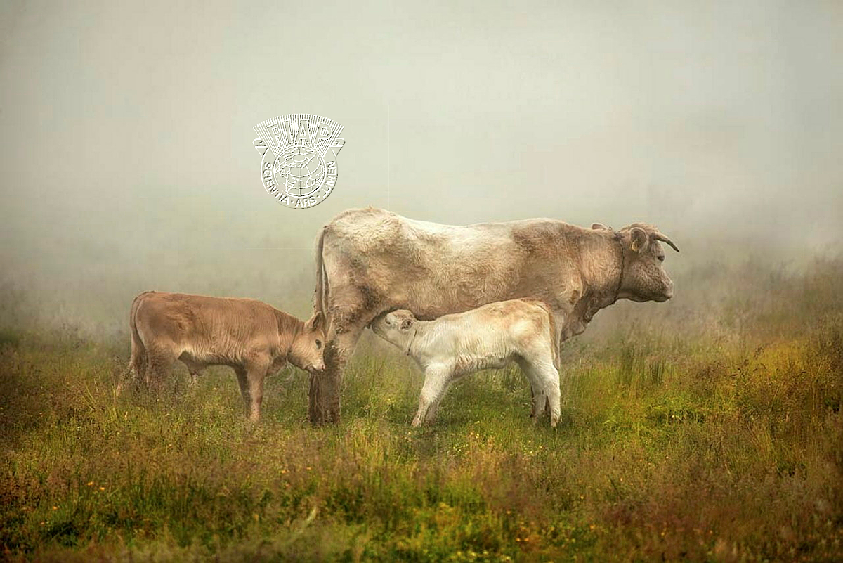 642_Rucsandra_Calin_Maternity .jpg
