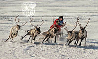 643_Andrey_Snegirev_Reindeer_race_in_Nadym.jpg