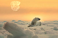 643_Dmitry Arkhipov_Rest_on_the_ice.jpg
