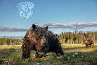 643_Dmitry_Arkhipov_Grizzly bear 17.jpg