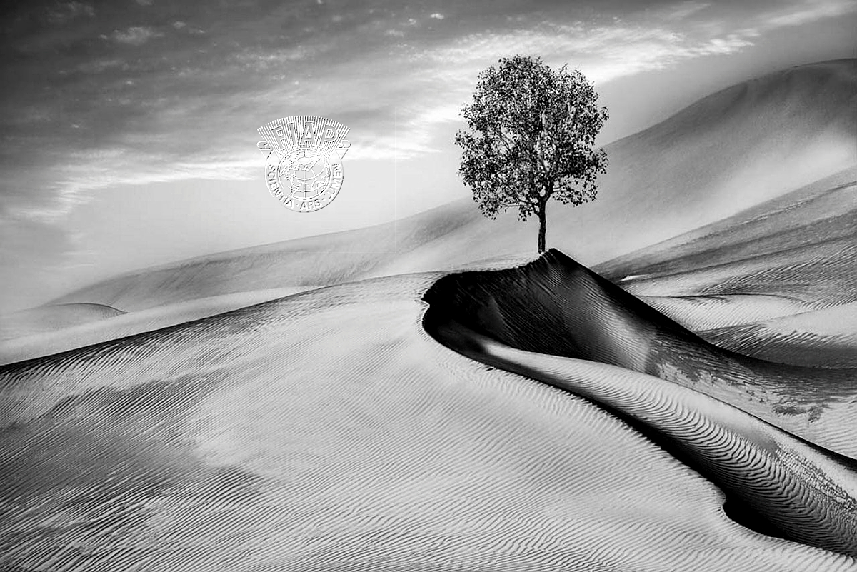 682_Amal Alameer_Nice one tree.jpg