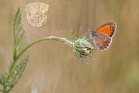 688_Biljana_Latinovic_Butterfly 6.jpg