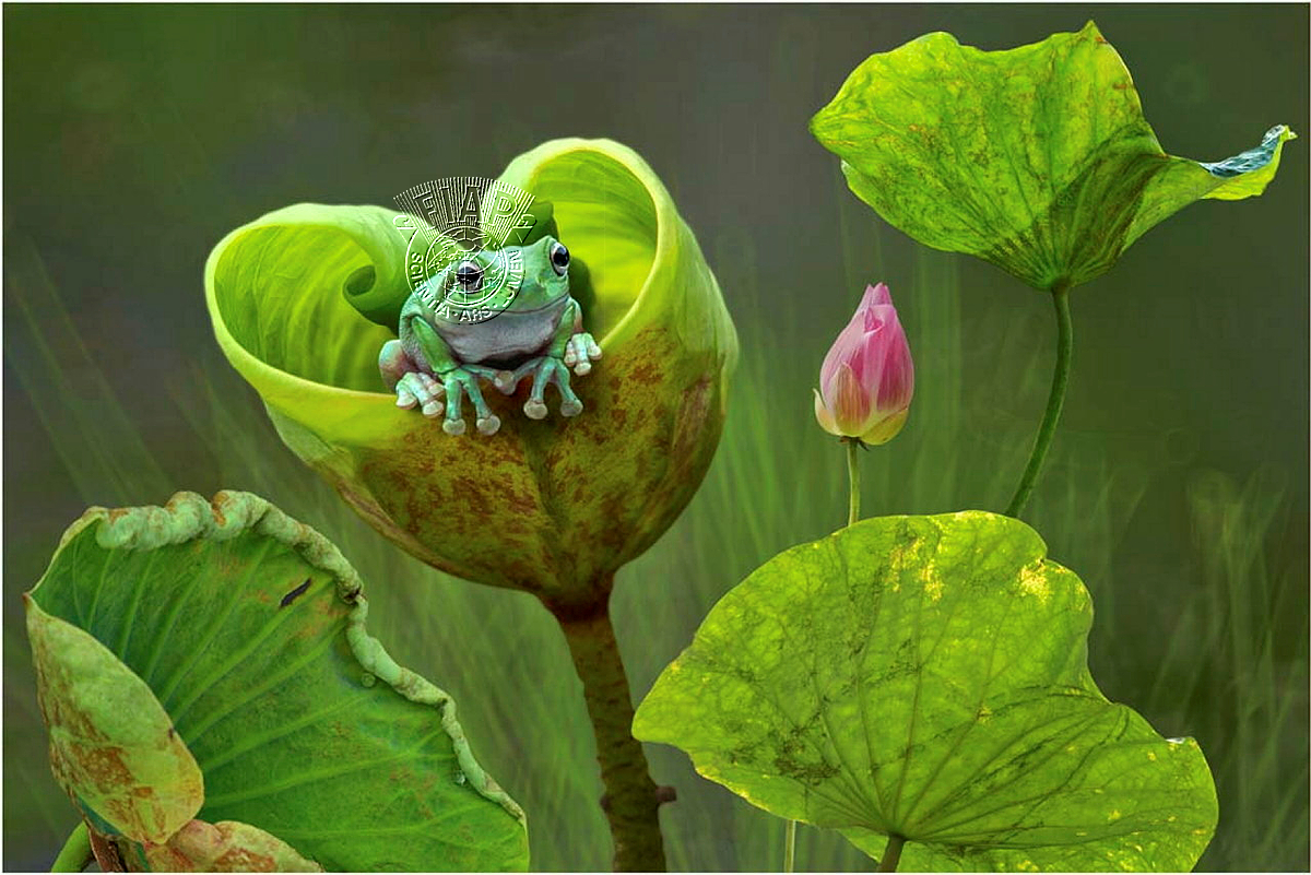 702_Lay Eng_Tan_Frog and Lotus 2.jpg