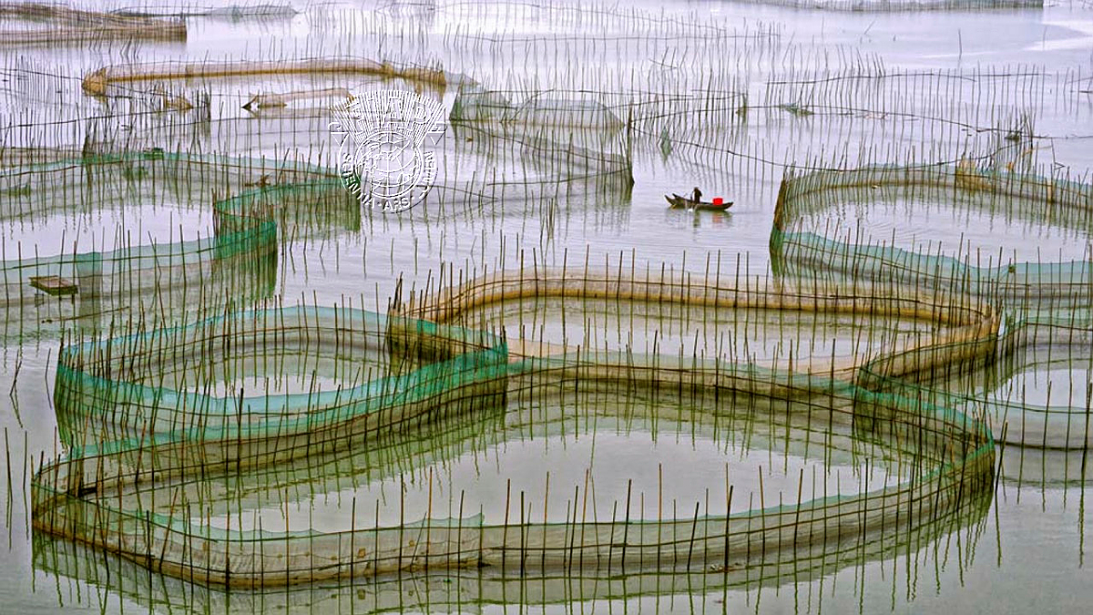 702_Lim Teck Boon_EFIAP_01 Among the Nets.jpg