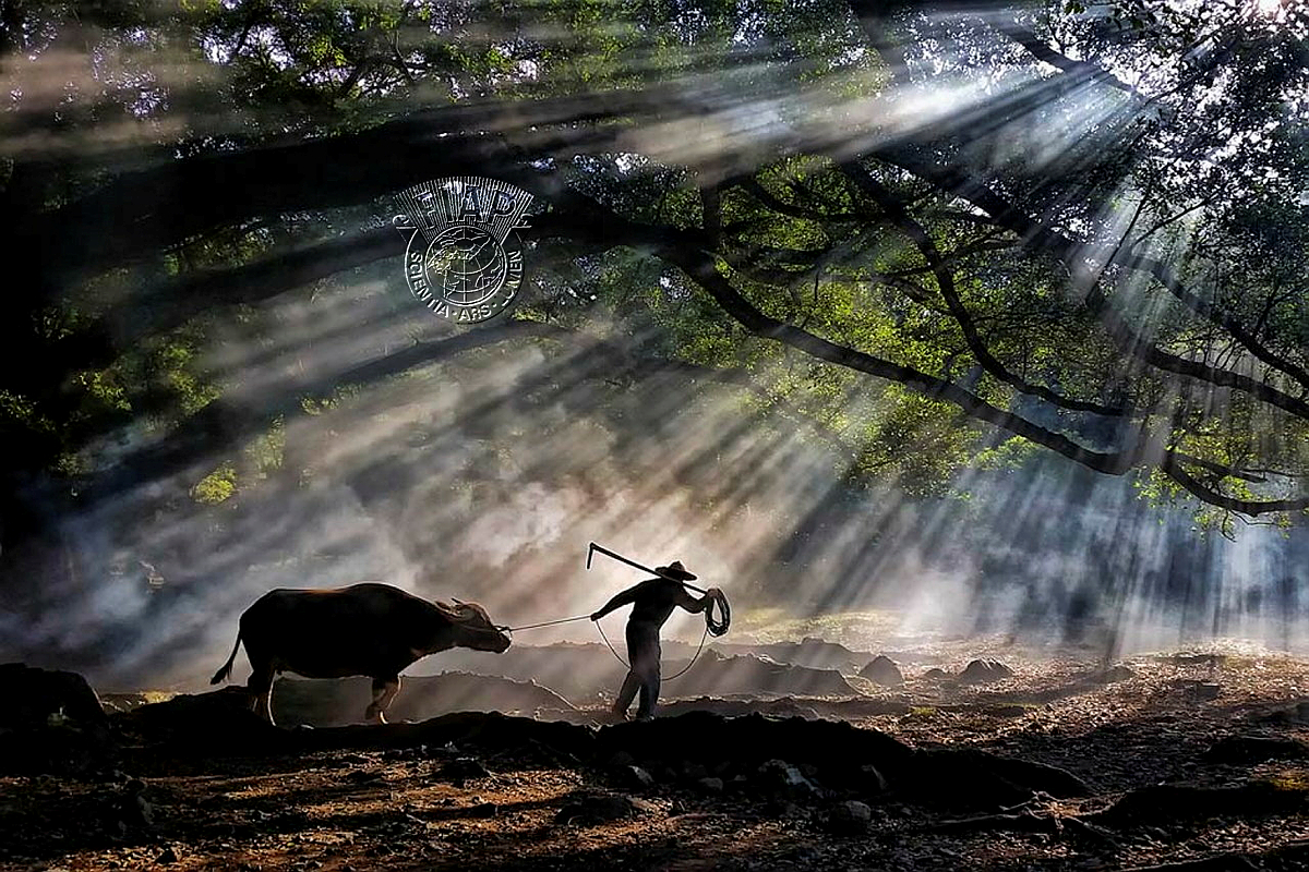 702_Pui-Chung_Yee_Yang Village Cowherd.jpg
