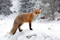 703_Jaroslav_Moravcik_Model fox in High Tatras mountains.jpg