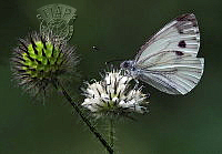 703_Miroslav_Vasil_Butterfly 2.jpg