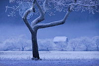 705_Miljko_Lesjak_Frozen tree.jpg