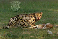 710_Charmaine_Joubert_Cheetah tucking into kill.jpg