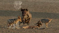 710_Charmaine_Joubert_Hyena chasing off jackals.jpg