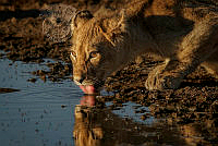 710_Charmaine_Joubert_Thirsty lion cub.jpg