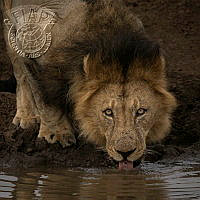 710_Heather_Meintjes_Thirsty Lion.jpg