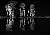 710_Heather_Meintjes_Zebras at Night.jpg