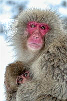 710_Karyn_Parisi_Snow Monkey Mom and Baby.jpg
