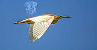 710_Lourens_Durand_Squacco Heron Blue Sky.jpg