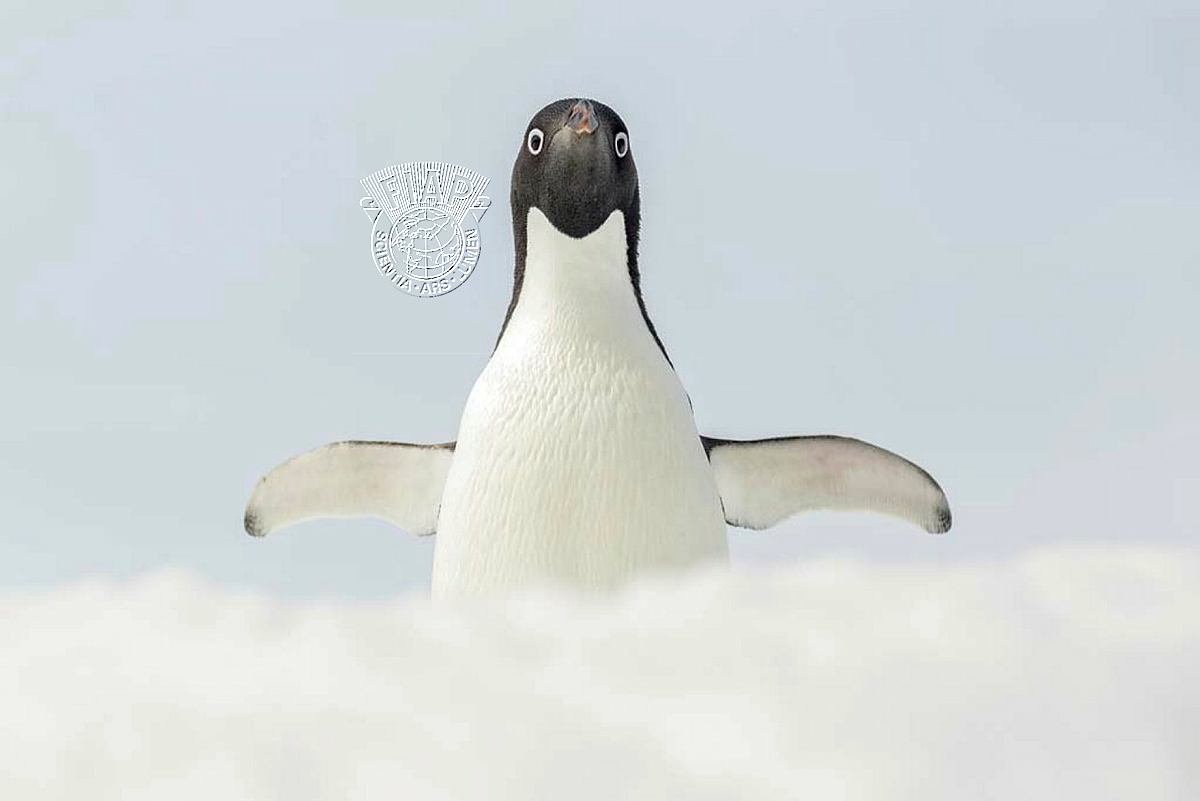 724_Joan_Gil_Raga_Adelie penguin.jpg