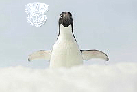 724_Joan_Gil_Raga_Adelie penguin.jpg