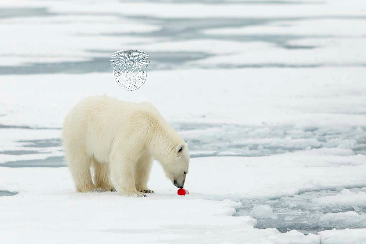 724_Joan_Gil_Raga_Artic trash.jpg