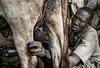724_Joxe_Inazio_Kuesta_Garmendia_A Mundari tribe father feeding his child with the milk that comes out of the cow s udder.jpg