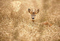 752_Allan_Wallberg_Curious Deer.jpg
