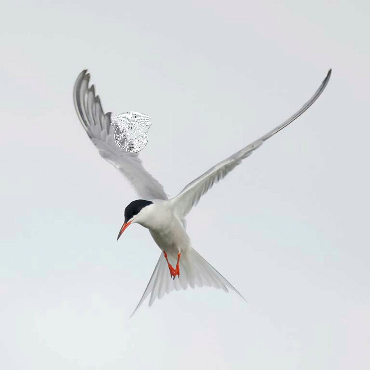 756_Antoine_Weis_Ecce Sterna hirundo.jpg