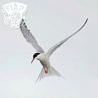 756_Antoine_Weis_Ecce Sterna hirundo.jpg