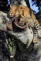 784_Manoj Kumar VK_Leopard at tree top.jpg