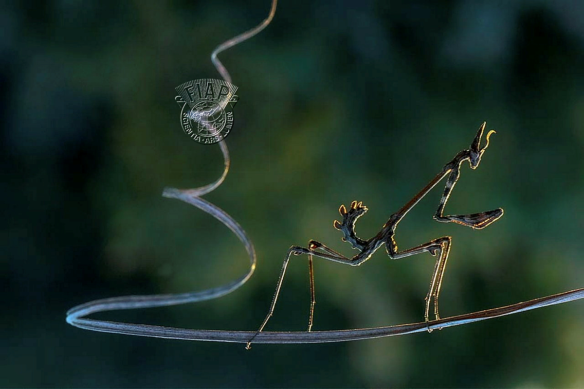 792_Abdullah_Vural_little mantis.jpg