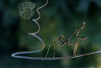 792_Abdullah_Vural_little mantis.jpg