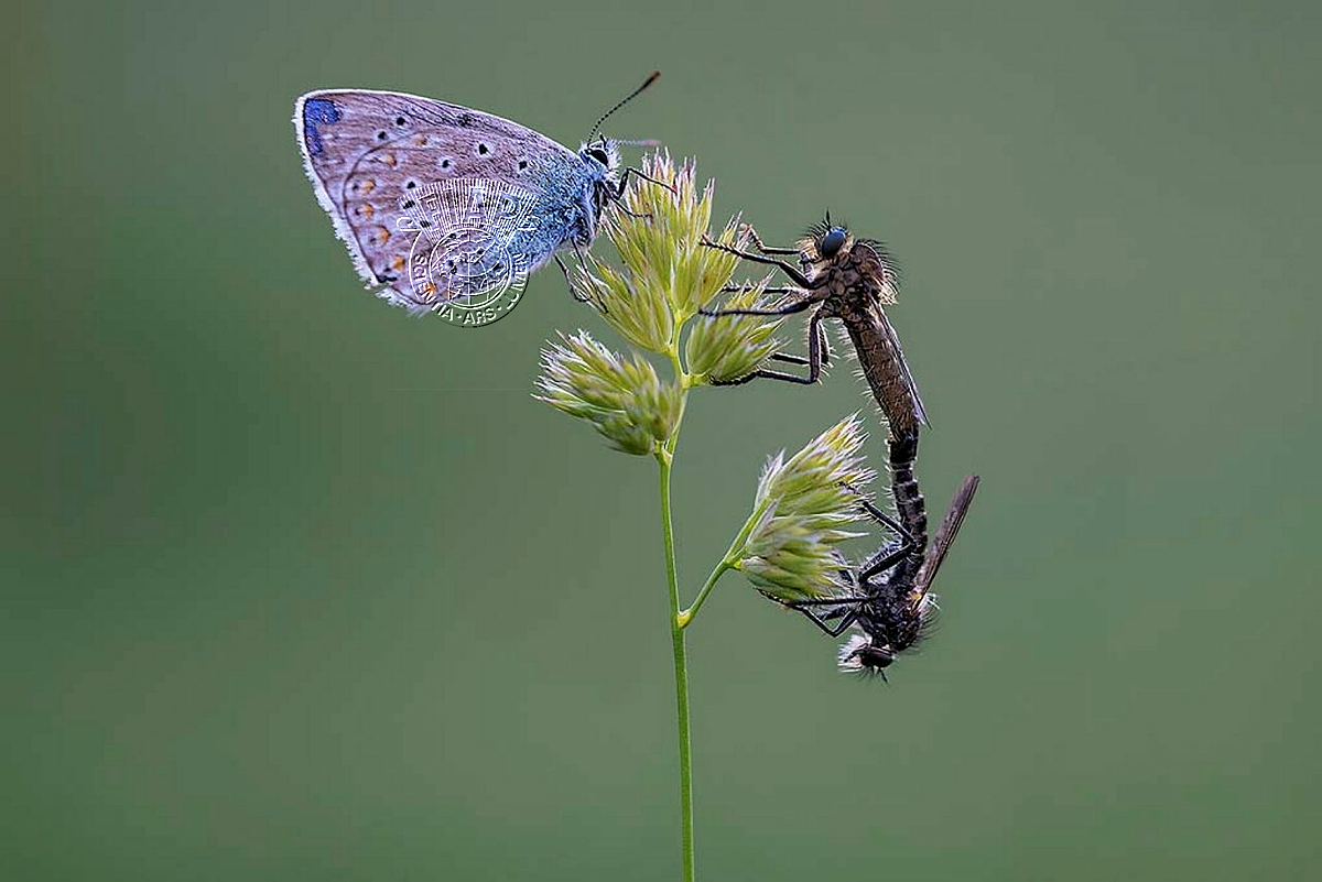 792_OMER_ACIOGLU_butterfly and killer flies.jpg