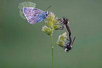 792_OMER_ACIOGLU_butterfly and killer flies.jpg