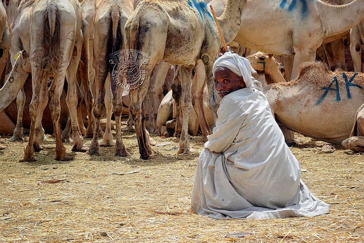 818_Mohamed Youssry - Camel Man.jpg