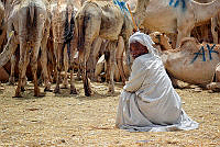 818_Mohamed Youssry - Camel Man.jpg