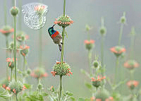 826_Alan_Grant_Sunbird on Lions Tail.jpg