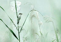 826_Christine_Dickinson_In the Grasses.jpg